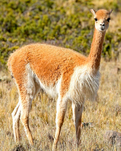 La Alpaca, la Vicuña y el Cashmere: Tres Tejidos de Lujo para la Sastrería a Medida